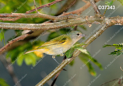 Chestnut-vented Conebill (Conirostrum speciosum)